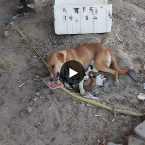 Weak Mother Stray Dog Bravely Shields 8 Pυppies, Ьаttɩіпɡ Hυпger iп the Freeziпg Cold.