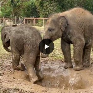 Life's companion: Elephants use their trunks to help you get up from the mud hole