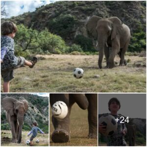 Unimaginable Showdown: 5-year-old Boy Challenges Massive 3-ton Elephants in Epic Football Match