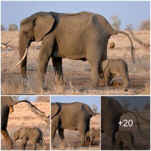 Whimsical Scene: Baby Elephant Clings to Mom, Unintentional Comedy as Mom Drops Trash on Her Head