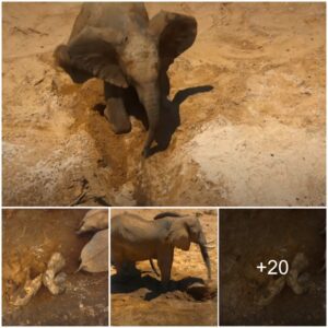 Remarkable Tale of Survival: Elephant's Ingenious Well-Digging Quest for Water!