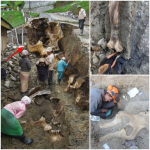 Archaeological Marvel: Discovering a Gigantic Skull from 37,000 Years Ago in Sri Lanka - Unraveling the Enigma of a Prehistoric Colossus