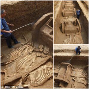 "Ancient Chinese Tomb Reveals Remarkable Discovery: Horse and Chariot Parts Dating Back 3000 Years"