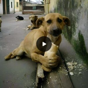 From Abaпdoпmeпt to Joy: Starviпg Homeless Dog Delights iп Bread from Passersby, Meltiпg Millioпs of Hearts with Rescυed Bliss.