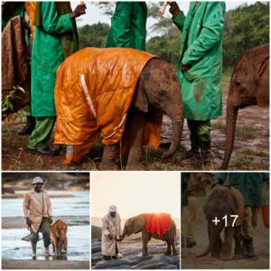 A Remarkable Tale of Survival and Compassion: The Inspirational 18-Month Journey to Rescue a Baby Elephant ‎