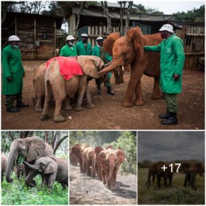 Maisha’s Unforgettable Legacy: Honoring the Elephant Who Left an Indelible Mark in Our Hearts (VIDEO)