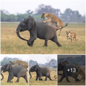 A Remarkable Moment: Elephant Herd Unites to Rescue Calf from Hungry Lionesses in Botswana ‎