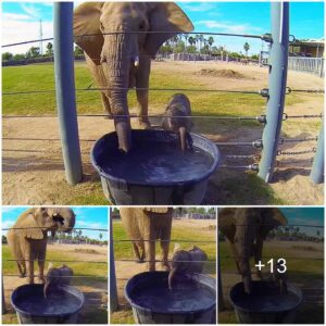 Heartwarming Moments: Mother Elephant Teaches Adorable Calf to Blow Bubbles