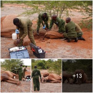 A Memorable Encounter in Africa: The Deep Bond Between a Mother Elephant and Her Calf and Their Wild Farewell