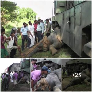 Miracle Unveiled: Exhausted Elephant Rescued After a Marathon 22-Hour Surgery Beneath the Train Wheels