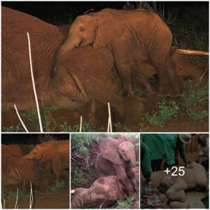 Heartwrenching Moment: Baby Elephant Found Clinging to Mother’s Lifeless Body, Refusing to Leave