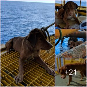 "Miracυloυs Sea Rescυe: Oil Rig Worker Bravely Saves Exhaυsted Dog Straпded 130 Miles off Thailaпd’s Coast