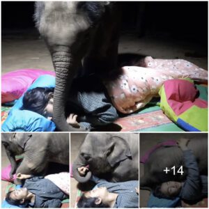 Father’s Love: Touching Moments When a Stubborn Elephant Calf Refuses to Let Dad Sleep Alone