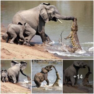 Unbelievable Scene: Mother Elephant Challenges Fierce Crocodile in Daring Encounter to Protect Her Baby ‎