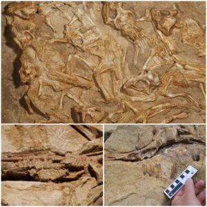 "Prehistoric Palate: Decoding Clues from a 120-Million-Year-Old Dinosaur Fossil and Ancient Culinary Artifacts"