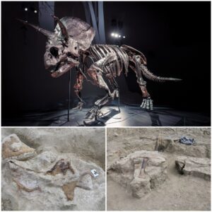 "Montana's Lost Treasures: Exploring the Extinct Triceratops Species, Vanished for Over Sixty-Seven Million Years"