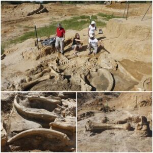 "Ancient Marvel Unveiled: Texas Family's Discovery of a Perfectly Preserved 60,000-Year-Old Mammoth Fossil"