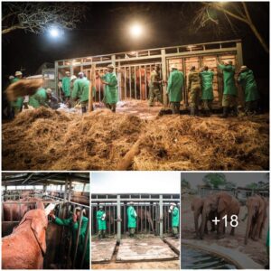 Elephant Trio’s Thrilling Transition: A Journey to Freedom in Tsavo