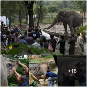 From Captivity to Liberation: Kaavan, the World’s Loneliest Elephant, Finds Freedom After 35 Years