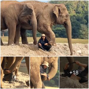 Heartwarming Affection: Elephants Show Love for Their Favorite Human