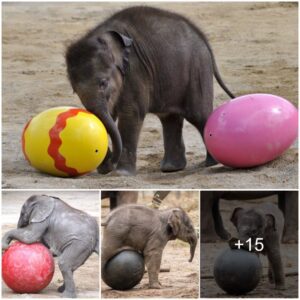 Tembo’s Delight: A Baby Elephant’s Playful Soccer Game Lights Up the African Savanna