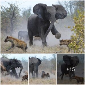 Heroic Stand: Mother Elephant and Calf’s Epic Defense Against Hyenas Ignites a Wild Encounter ‎