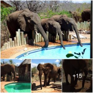 Game Ranger Astonished as Elephant Makes Unexpected Splash in South African Pool