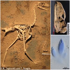 First Known Fossilized Footprints and Almost Complete Fossil Of 4ft Tall ‘Terror Bird’ Unearthed in Argentina