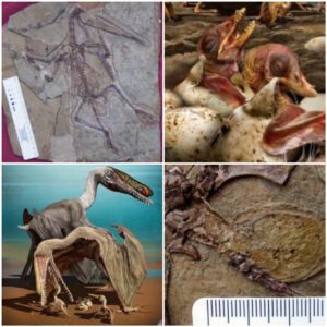 A rare fossil discovery beautifully preserves a pterosaur mother and her egg, offering an extraordinary glimpse into the prehistoric nurturing behaviors and reproductive life of these ancient winged reptiles ‎ ‎