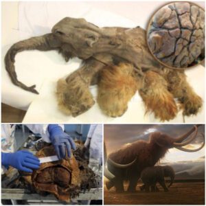 Remarkable Discovery of the Amazing Ginger Mammoth, Killed by Cavemen 10,000 Years Ago, Found Perfectly Preserved with an Intact Brain ‎