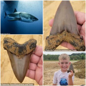 8-year-old boy digs up 5-inch-long prehistoric shark tooth from 22 million years ago during a fossil һᴜпt with his family