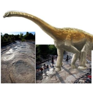 Unveiling Giants: World’s Longest Dinosaur Trackway Unearthed, Tracing the Steps of a 35-Meter Sauropod