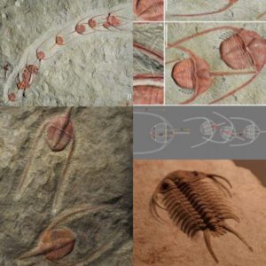 Unveiling a Prehistoric Dance: Trilobite Fossils Unearthed, Preserving a Mesmerizing 480-Million-Year-Old Conga Line