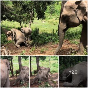 Adorable Baby Elephants Gleefully Slide Down Muddy Hill in Thailand