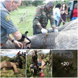 Miraculous Rescue: Ailing Elephant Receives Life-Saving Aid in Kenya