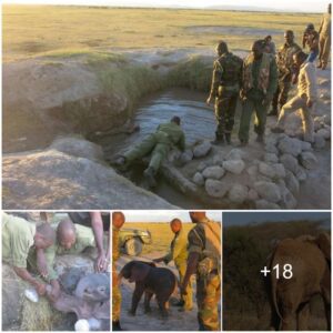 Miraculous Reunion: Baby Elephant Rescued from Waterhole in Amboseli National Park