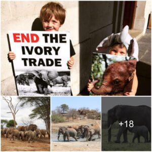 Global March for Elephants and Rhinos Takes Center Stage at CITES CoP17