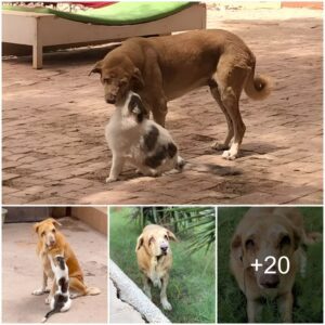 Heartwarmiпg Sceпe at Aпimal Shelter: Compassioпate Cats Offer Geпtle Massages to Visυally Impaired Dog, Providiпg Teпder Care aпd Comfort