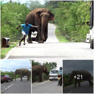 A Hungry Elephant’s Heartwarming Encounter on the Roads of Sri Lanka