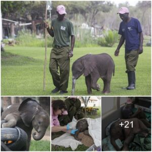 Resilience and Rebirth: Two Baby Elephants Thrive After Dramatic Rescues in Zimbabwe