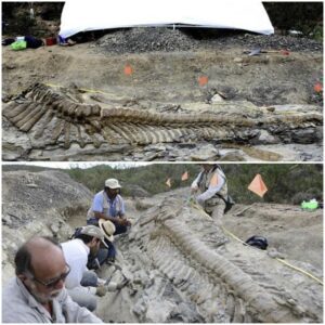 72-million-year-old dinosaur tail found in Mexican desert baffles archaeologists