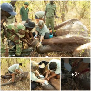 Brave Rescue Mission Saves Mother Elephant from Poacher’s Snare in Zimbabwe