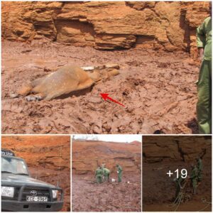 Daring Elephant Rescue: Triumph Amidst Adversity at Tsavo Ranches