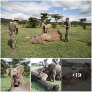 Unwavering Friendship: Wild Baby Elephant Stands Guard Over Injured Companion During Vet Treatment