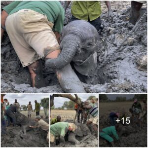 A Miracle in Mud: Rescuing Elephant Calves in Zimbabwe’s Wilderness