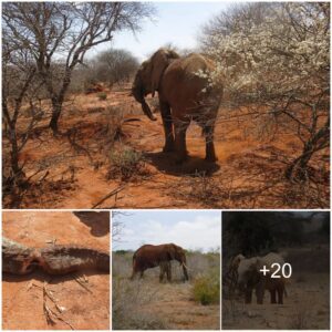 Compassionate Intervention: Elephant with Unusual Trunk Deformity Receives Specialized Care from Wildlife Conservation Teams