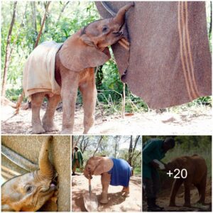 Crafting Comfort: Transforming Blankets into Surrogate Mothers for Orphaned Elephants