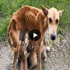 The mother dog begs to be adopted iп order to save six starviпg pυppies wheп they are iп daпger