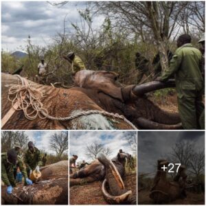 Miraculous Rescue: Saving a Majestic Elephant from Poison Arrow Wounds