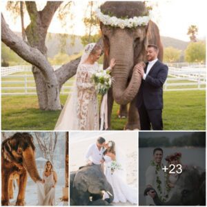 Elephant Elegance: A Love-Infused Wedding Celebration Unveiled